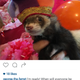 A ferret in a jester’s hat? Yes, my life is now complete. Also note the look on George’s face, someone will pay dearly for forcing that hat upon him.